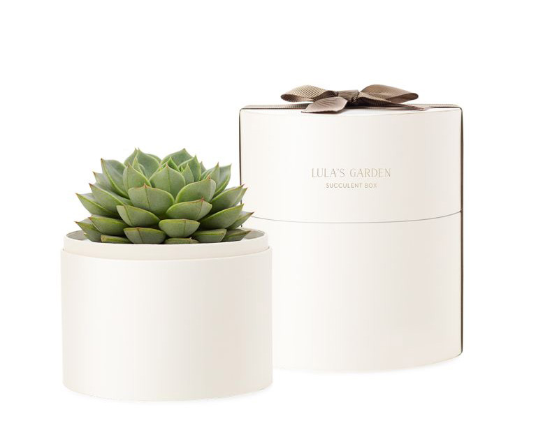 Succulent